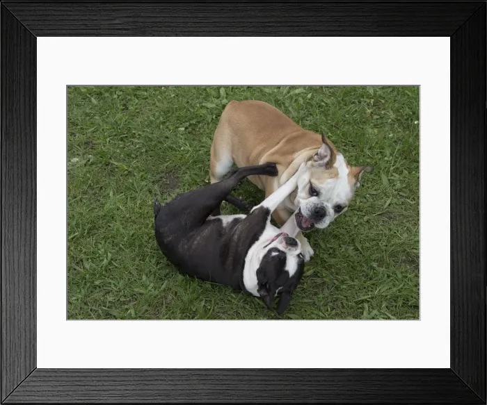 Framed Print : Picture No. 10897845 Framed Print : Picture No. 10897845