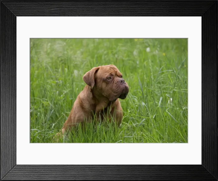 Framed Print : Picture No. 10897855 Framed Print : Picture No. 10897855