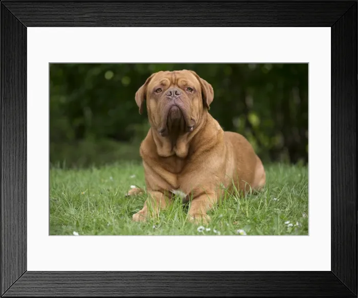 Framed Print : Picture No. 10897859 Framed Print : Picture No. 10897859