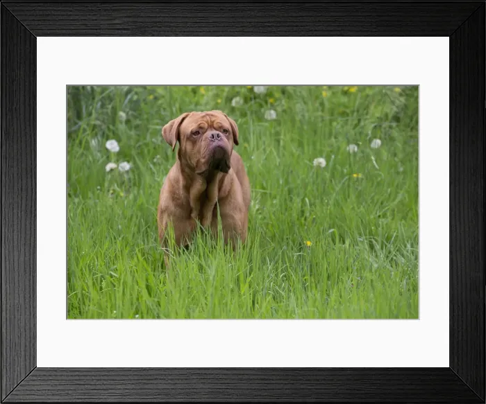 Framed Print : Picture No. 10897856 Framed Print : Picture No. 10897856