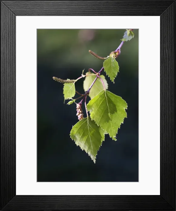Framed Print : Picture No. 10897863 Framed Print : Picture No. 10897863