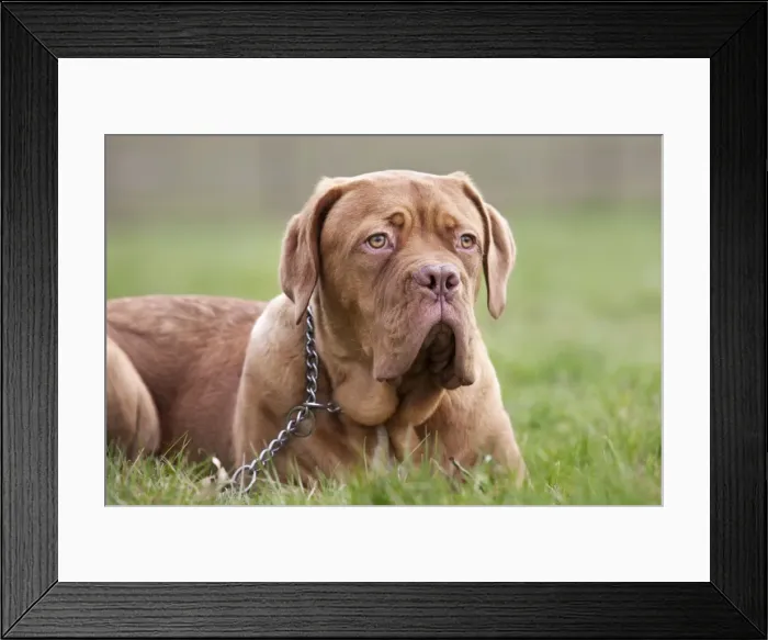 Framed Print : Picture No. 10897866 Framed Print : Picture No. 10897866