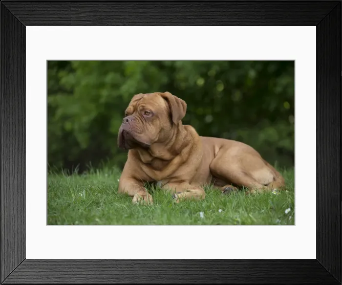 Framed Print : Picture No. 10897860