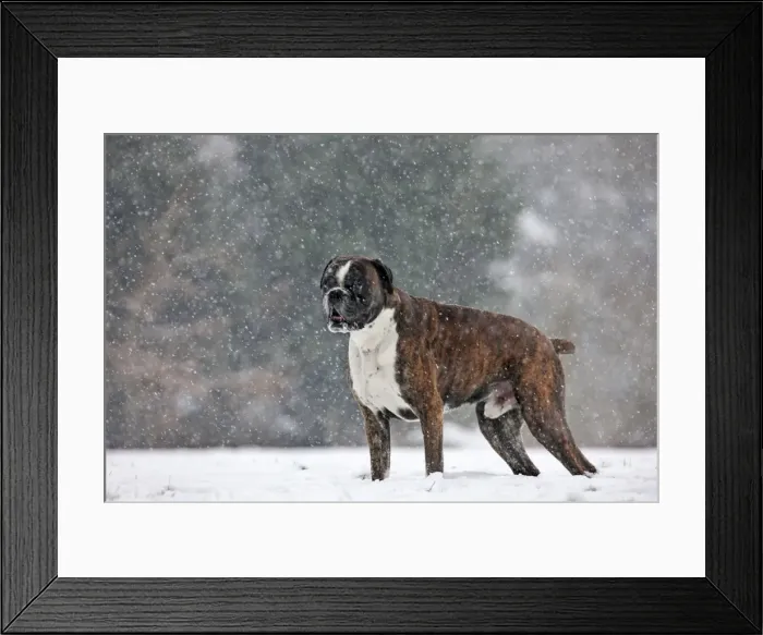 Framed Print : Picture No. 10897868 Framed Print : Picture No. 10897868