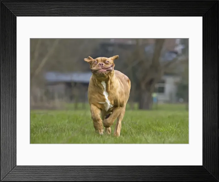 Framed Print : Picture No. 10897864 Framed Print : Picture No. 10897864