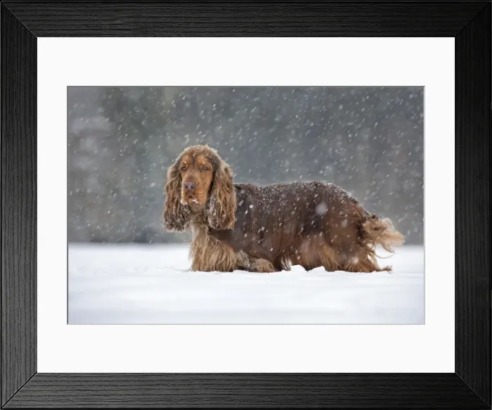 Framed Print : Picture No. 10897874 Framed Print : Picture No. 10897874