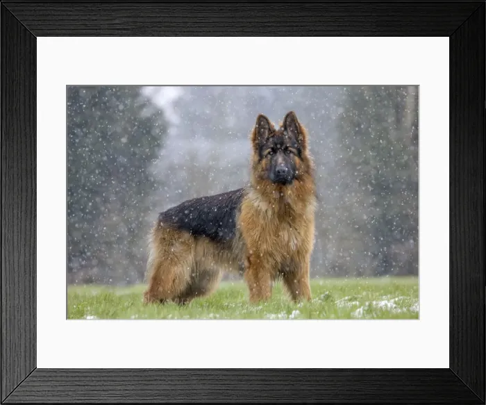 Framed Print : Picture No. 10897876 Framed Print : Picture No. 10897876