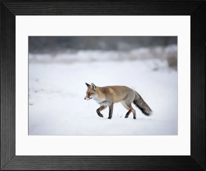 Framed Print : Picture No. 10897880 Framed Print : Picture No. 10897880
