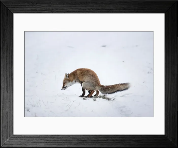 Framed Print : Picture No. 10897881 Framed Print : Picture No. 10897881