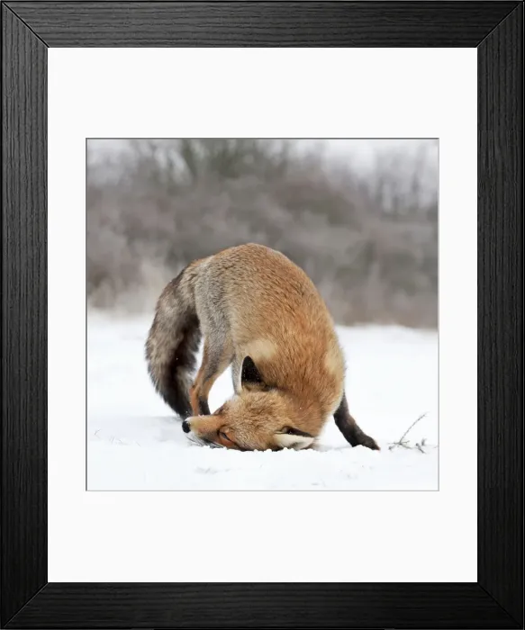 Framed Print : Picture No. 10897885 Framed Print : Picture No. 10897885