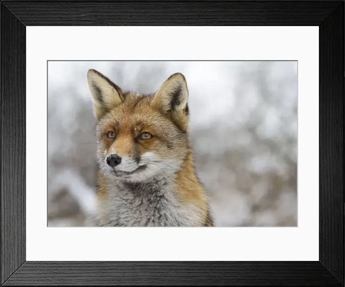 Framed Print : Picture No. 10897887 Framed Print : Picture No. 10897887