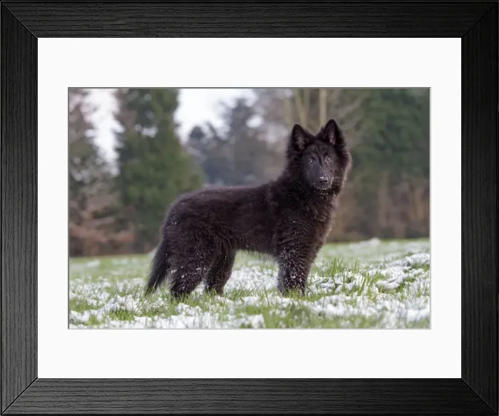 Framed Print : Picture No. 10897893 Framed Print : Picture No. 10897893
