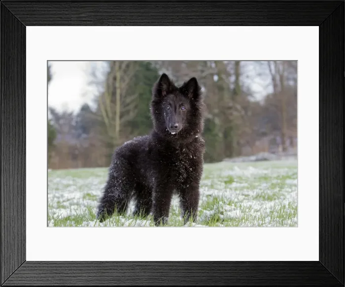 Framed Print : Picture No. 10897892 Framed Print : Picture No. 10897892