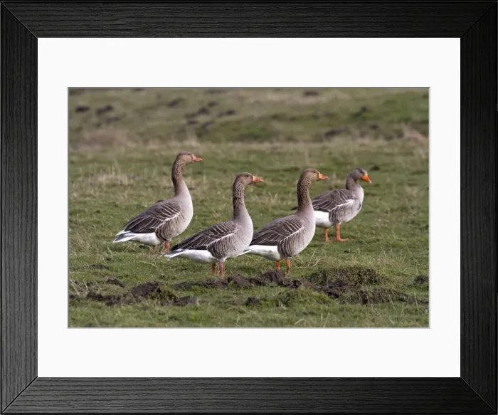 Framed Print : Picture No. 10897891 Framed Print : Picture No. 10897891