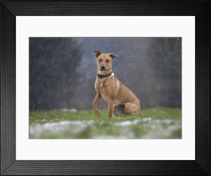 Framed Print : Picture No. 10897903 Framed Print : Picture No. 10897903