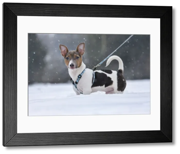 Framed Print : Picture No. 10897900 Framed Print : Picture No. 10897900
