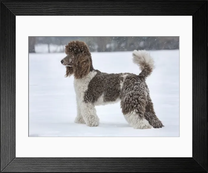 Framed Print : Picture No. 10897906 Framed Print : Picture No. 10897906