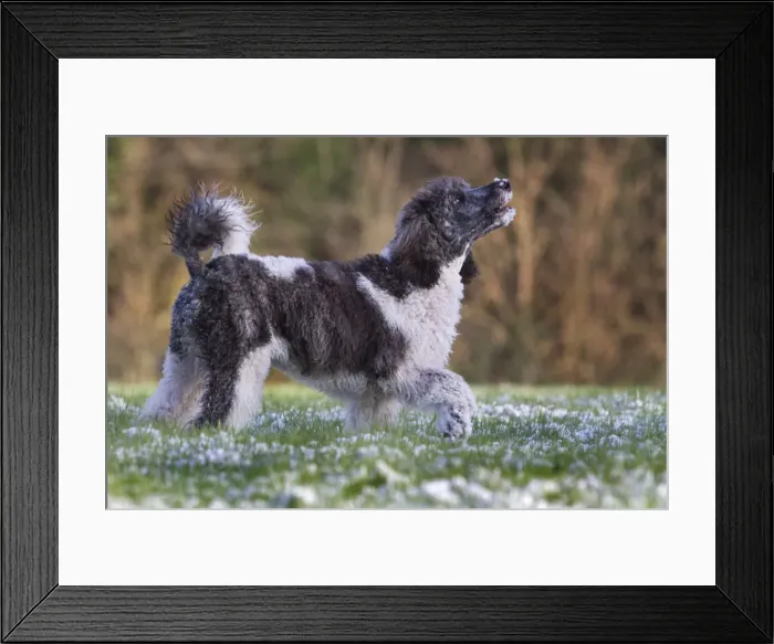 Framed Print : Picture No. 10897908 Framed Print : Picture No. 10897908