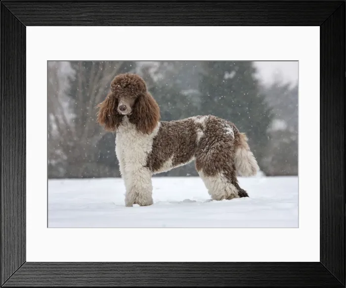 Framed Print : Picture No. 10897905
