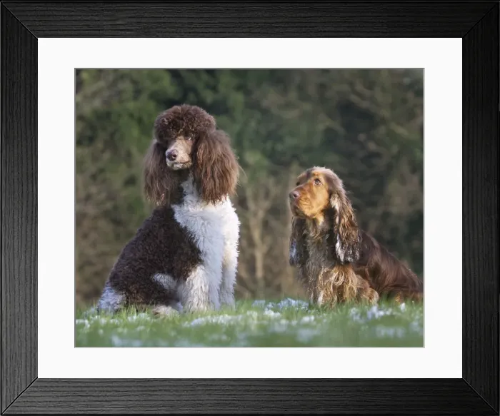 Framed Print : Picture No. 10897909 Framed Print : Picture No. 10897909