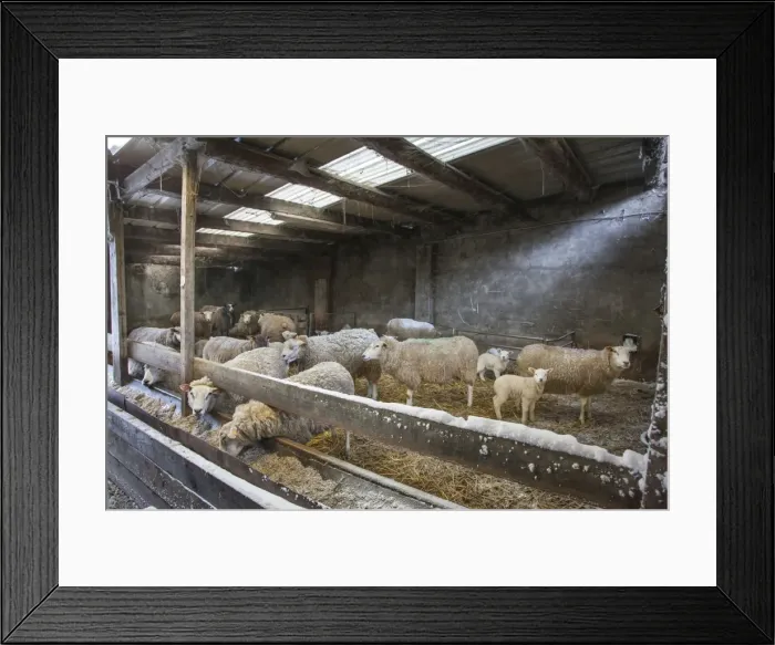 Framed Print : Picture No. 10897912 Framed Print : Picture No. 10897912