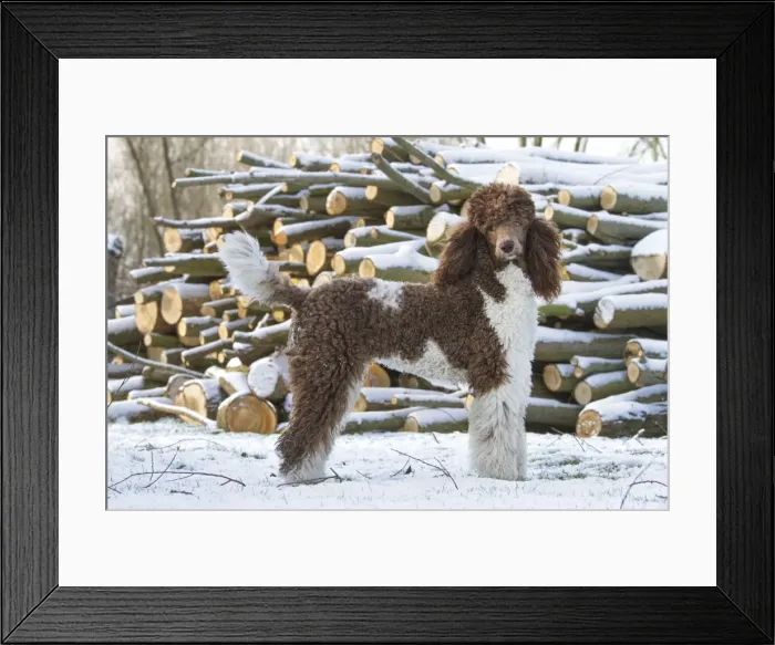 Framed Print : Picture No. 10897907 Framed Print : Picture No. 10897907