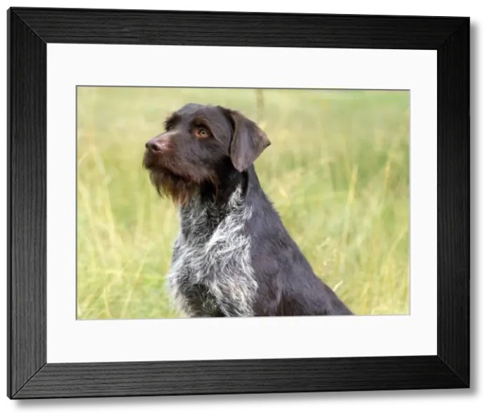 Framed Print : Picture No. 10897917 Framed Print : Picture No. 10897917