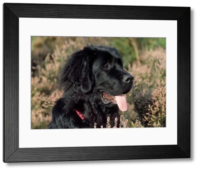 Framed Print : Picture No. 10897916