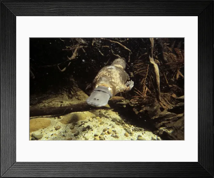 Framed Print : Picture No. 10897921 Framed Print : Picture No. 10897921