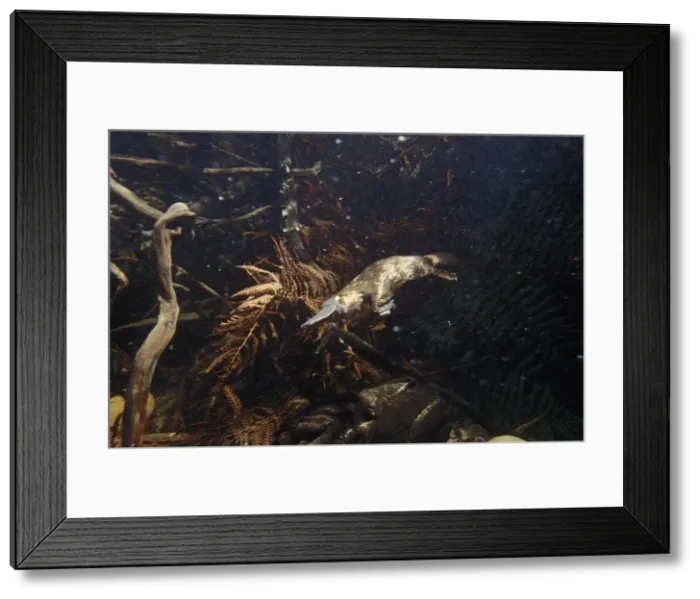 Framed Print : Picture No. 10897924 Framed Print : Picture No. 10897924