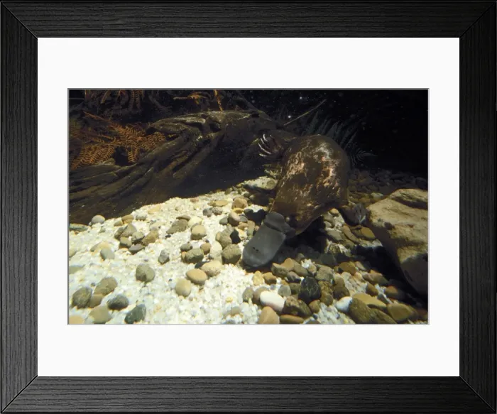 Framed Print : Picture No. 10897922 Framed Print : Picture No. 10897922