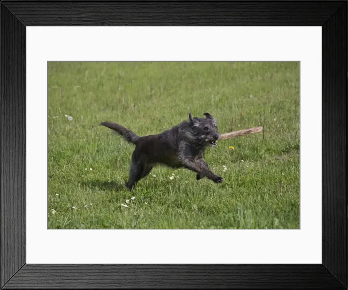 Framed Print : Picture No. 10897927 Framed Print : Picture No. 10897927