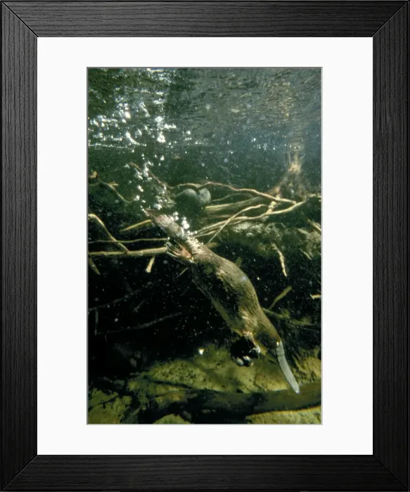 Framed Print : Picture No. 10897923 Framed Print : Picture No. 10897923