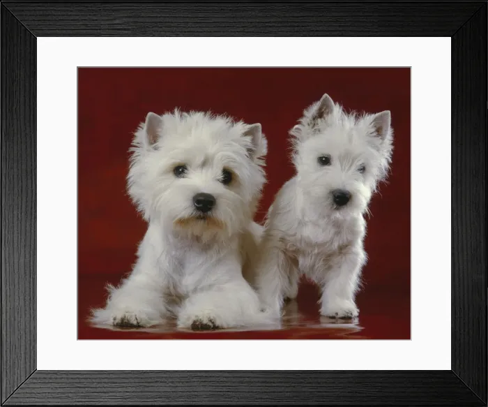 Framed Print : Picture No. 10897931 Framed Print : Picture No. 10897931