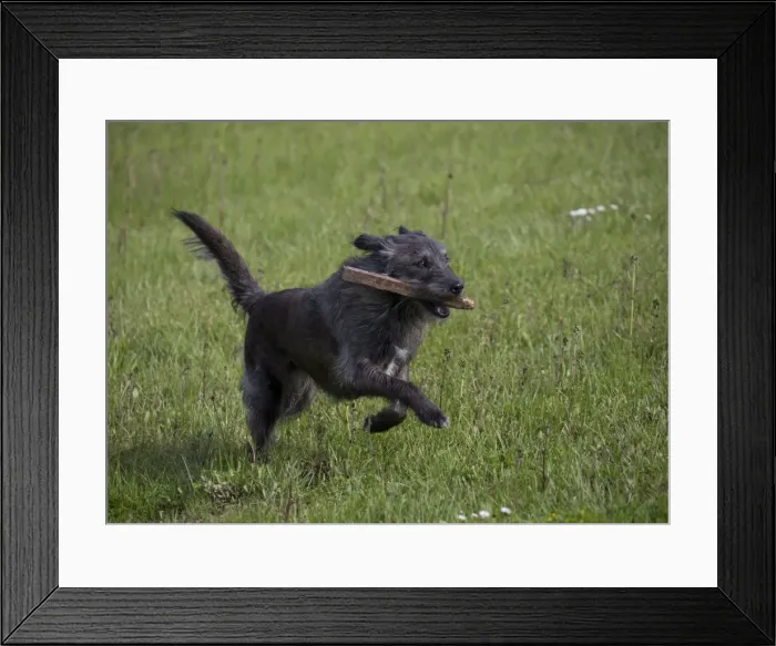 Framed Print : Picture No. 10897928 Framed Print : Picture No. 10897928