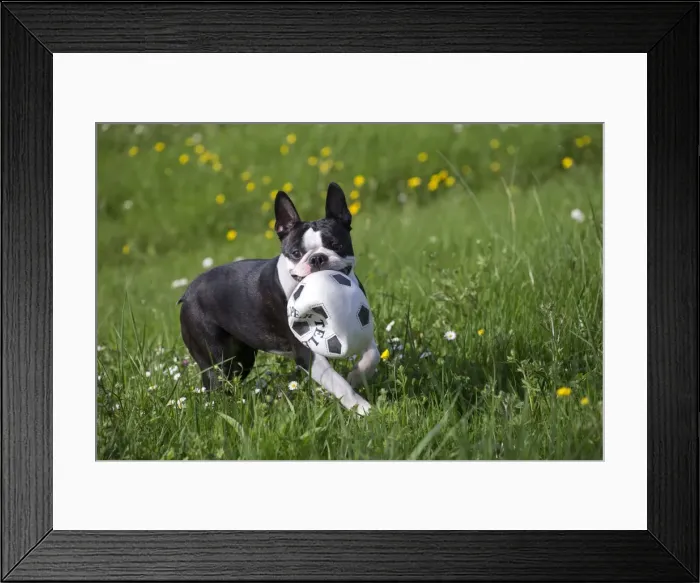 Framed Print : Picture No. 10897936 Framed Print : Picture No. 10897936