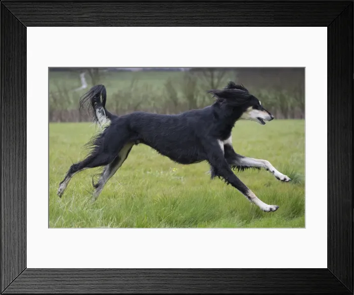 Framed Print : Picture No. 10897942 Framed Print : Picture No. 10897942