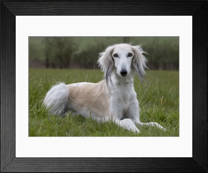 Framed Print : Picture No. 10897944 Framed Print : Picture No. 10897944