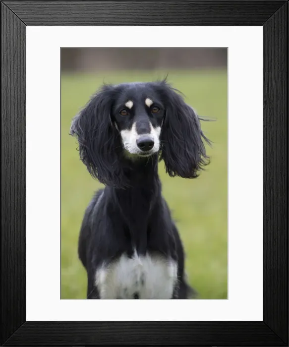Framed Print : Picture No. 10897946 Framed Print : Picture No. 10897946