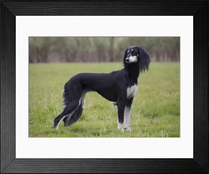 Framed Print : Picture No. 10897949 Framed Print : Picture No. 10897949