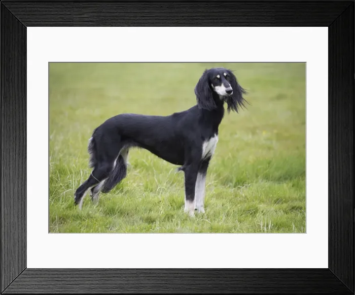 Framed Print : Picture No. 10897948 Framed Print : Picture No. 10897948
