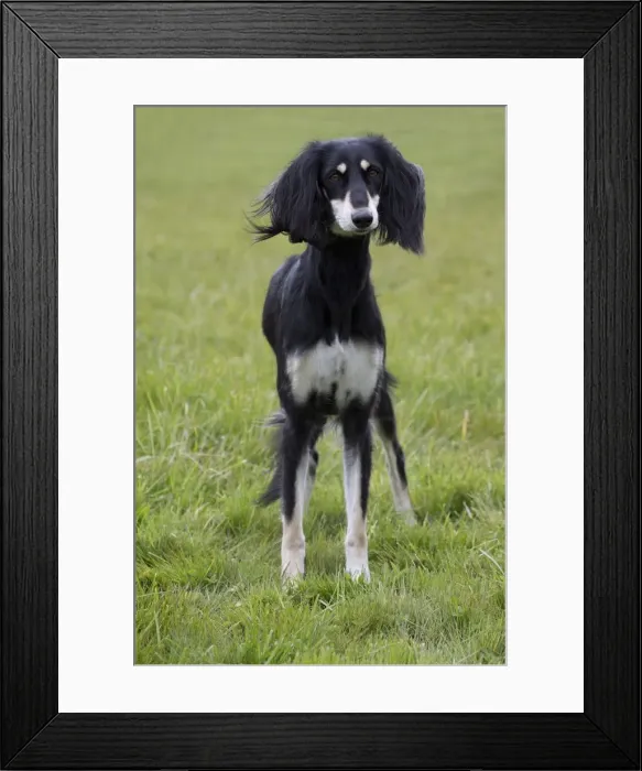 Framed Print : Picture No. 10897947 Framed Print : Picture No. 10897947
