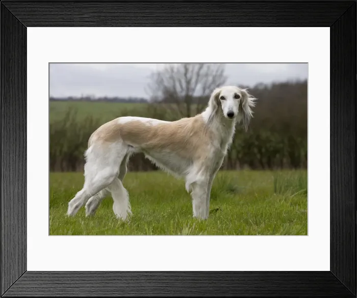 Framed Print : Picture No. 10897950 Framed Print : Picture No. 10897950