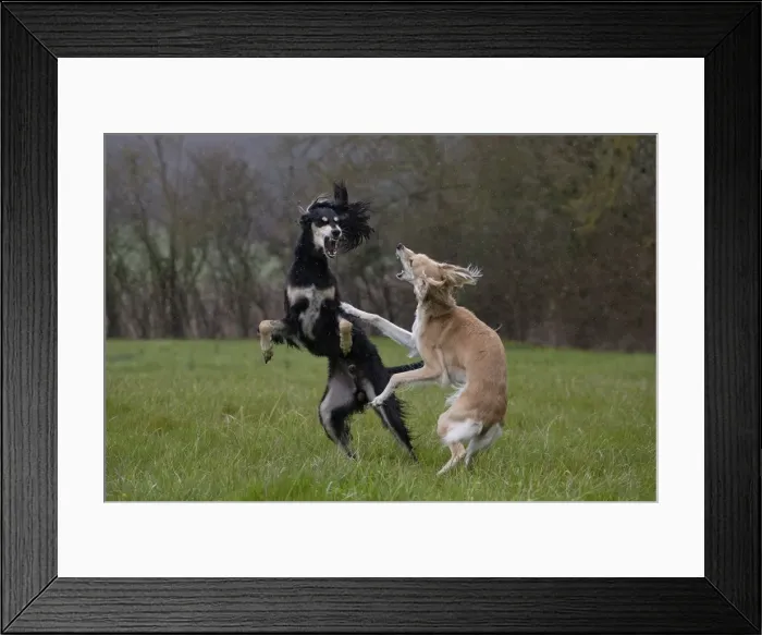 Framed Print : Picture No. 10897953 Framed Print : Picture No. 10897953
