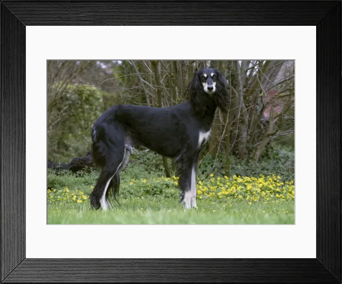 Framed Print : Picture No. 10897954 Framed Print : Picture No. 10897954