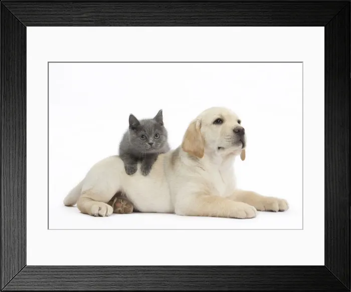 Framed Print : Picture No. 10897958 Framed Print : Picture No. 10897958