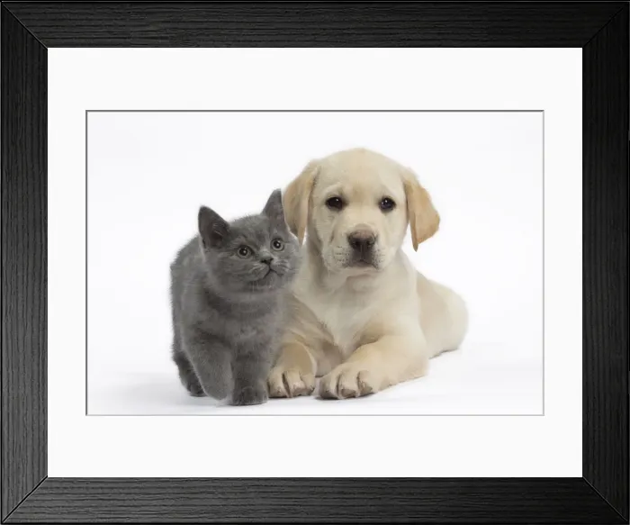 Framed Print : Picture No. 10897957