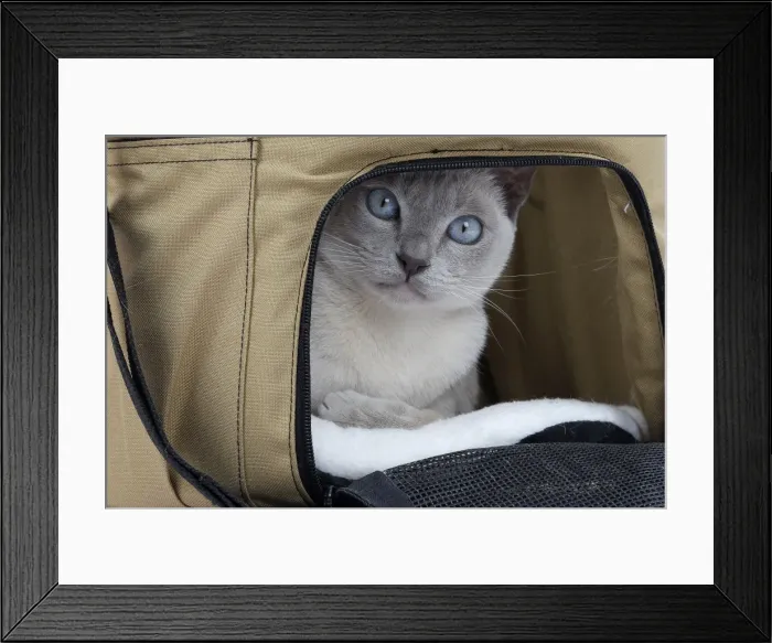 Framed Print : Picture No. 10897959 Framed Print : Picture No. 10897959