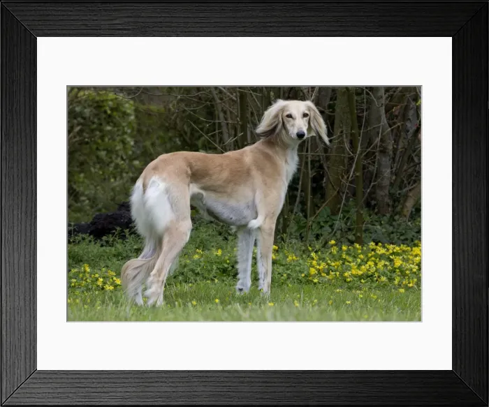 Framed Print : Picture No. 10897955 Framed Print : Picture No. 10897955
