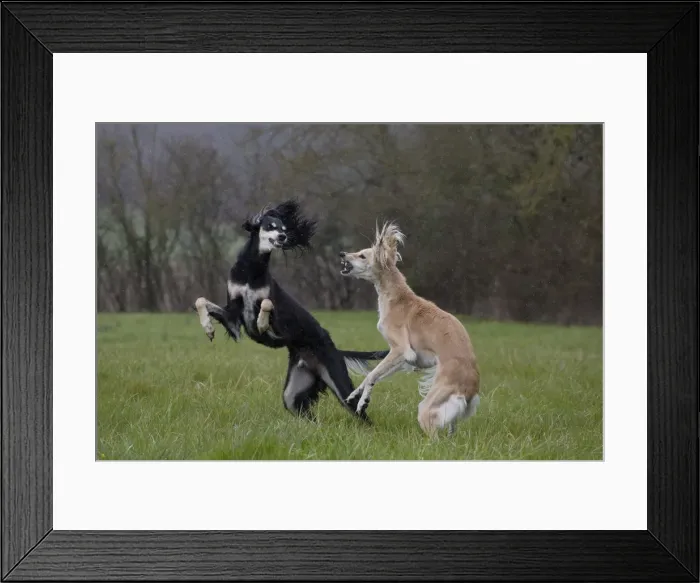 Framed Print : Picture No. 10897952 Framed Print : Picture No. 10897952